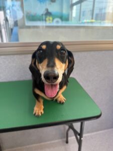 2月22日のわんこたちの写真