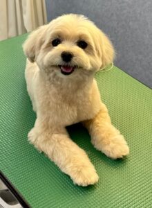 2月16日のわんこたちの写真