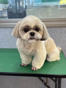 2月3日のわんこたちの写真