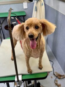 2月8日のわんこたちの写真