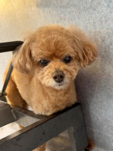 2月12日のわんこたちの写真