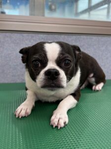 2月17日のわんこたちの写真