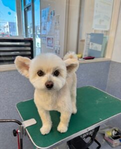 2月1日のわんこたちの写真