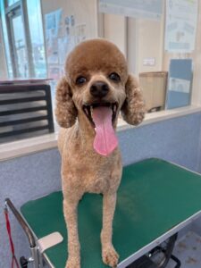 2月20日のわんこたちの写真