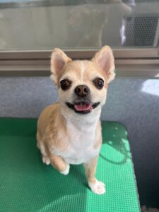 2月14日のわんこたちの写真