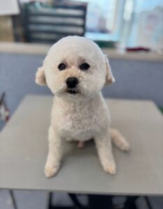 2月13日のわんこたちの写真