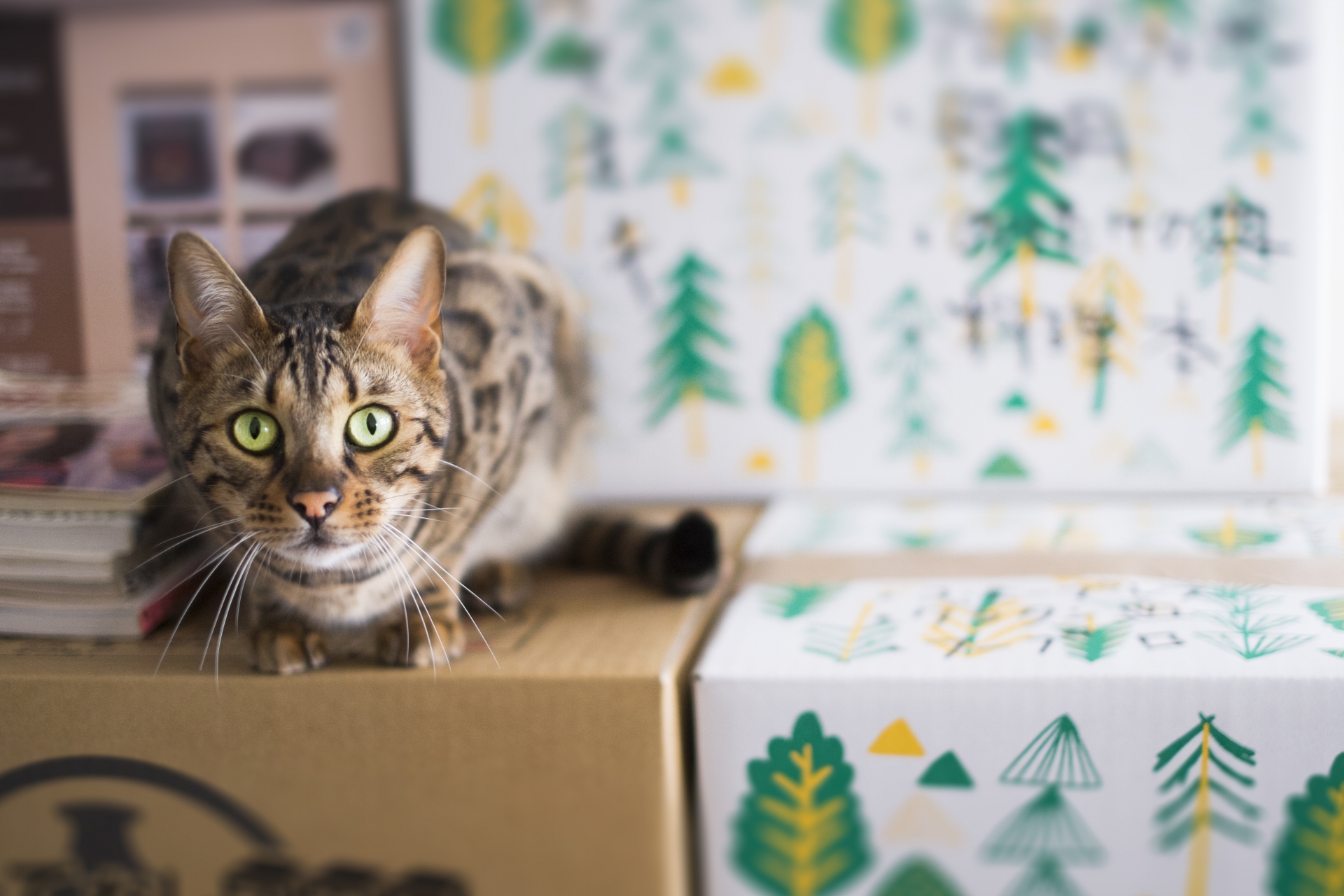 引っ越しのストレスから愛犬・愛猫を守るためにの画像