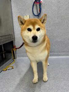 3月10日のわんこたちの写真