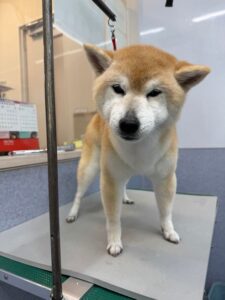 3月6日のわんこたちの写真