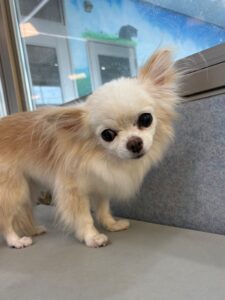 3月1日のわんこたちの写真