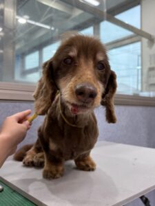 3月3日のわんこたちの写真