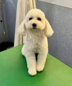 3月8日のわんこたちの写真