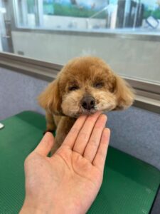 3月7日のわんこたちの写真