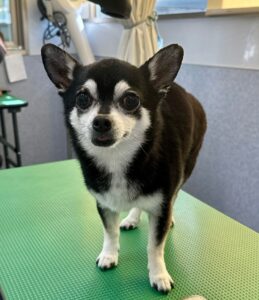 3月5日のわんこたちの写真